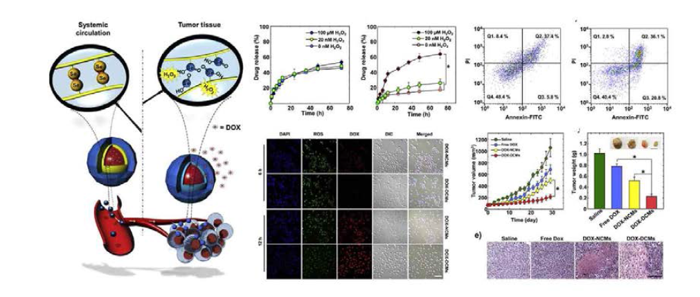 생체안정성이 우수한 활성산소 감응형 약물전달체 개발 Biomaterials (IF: 8.402) 2016; 103; 56-66