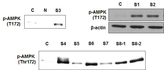 EI-OC1 세포를 24시간 처리 후 p-AMPK (T172) 발현을 기준으로 실험한 결과 AMPK 활성을 유도하는 물질 8종을 선별하였음(S1-S8)