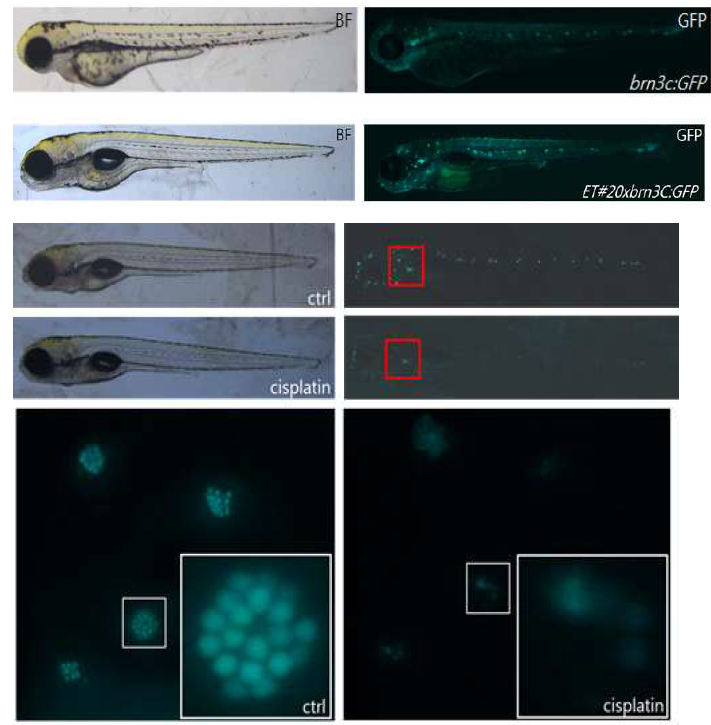 제브라피쉬 치어 측선 및 뉴로매스트 유모세포에서의 형광단백질 발현과 cisplatin 처리로 인한 유모세포 손실을 YO-PRO1 염색을 통해 확인함