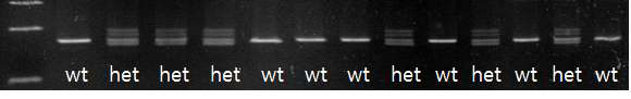 RGEN을 이용해서 제작된 F1 동물의 특정 유전자 genotyping. F0한 배에서 나온 F1 13마리의 개체 중 6 마리가 heterozygotes임을 확인함