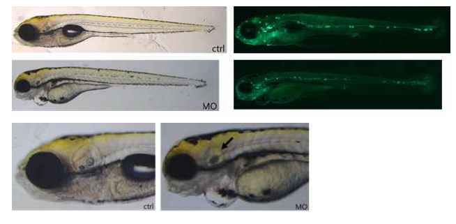 유전자 C 특이 모폴리노 주입으로 인한 제브라피쉬 치어의 형태적 이상을 보여주는 사진. 뉴로매스트 유모세포의 형성과정 이상을 확인함. 귀형성 역시 비정상적으로 이루어짐을 확인함 (화살표)
