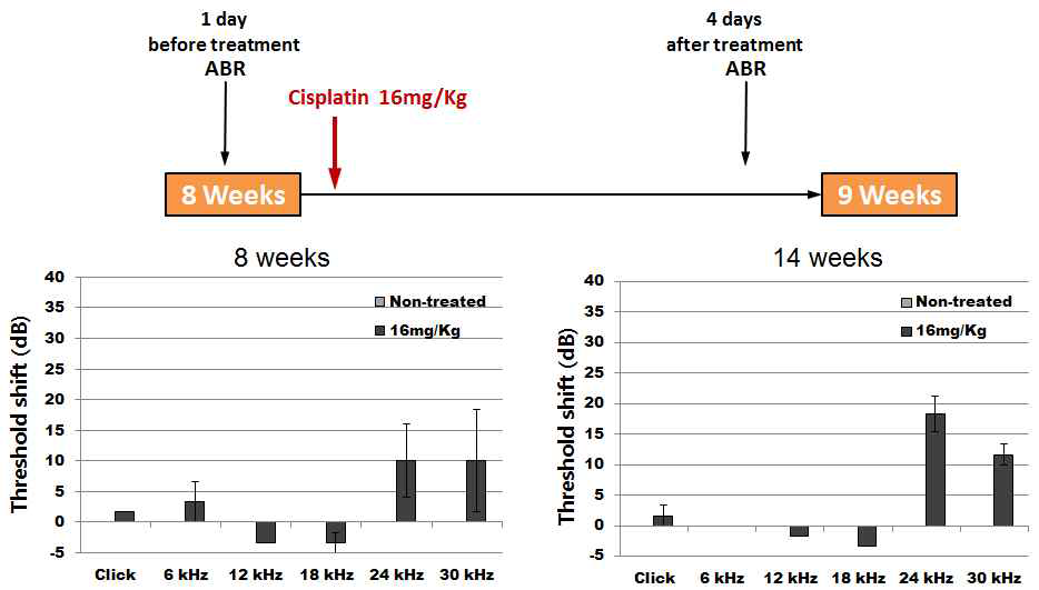 시스플라틴(16mg/kg)처리 후 청력 역치의 변화를 그래프로 나타냄