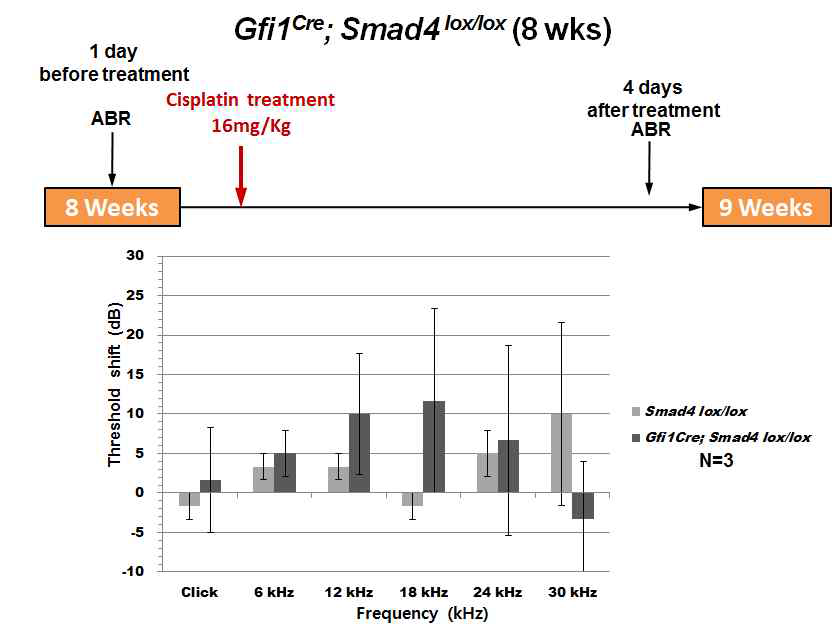 Gfi1-Cre; Smad4 mutant 8주령 성체 마우스에 시스플라틴 16mg/kg을 복강으로 투여한 뒤 청력 역치의 변화를 관찰함