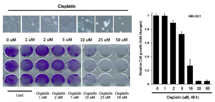 HEI-OC1 세포주의 cisplatin에 세포독성 측정 실험을 수행함