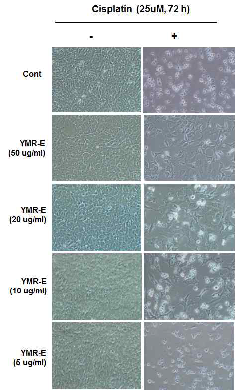 Cisplatin에 의해 유도된 세포독성에 대한 YMR-E의 보호 효과 입증함