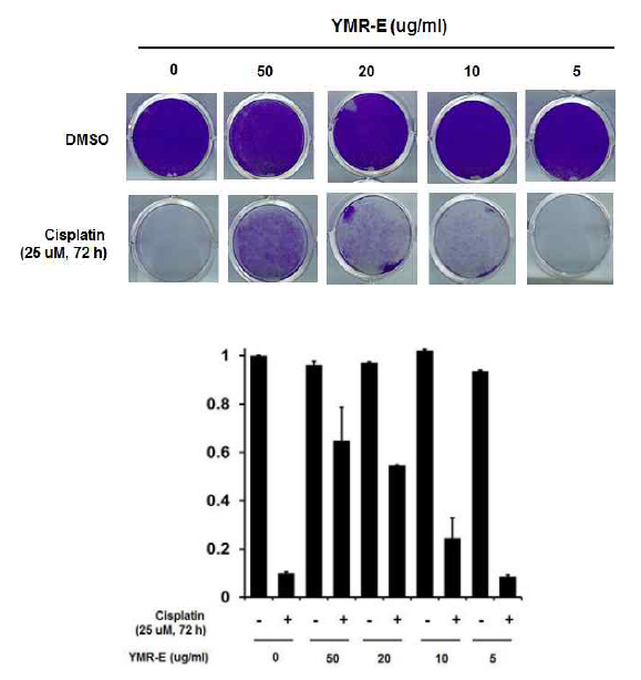 Cisplatin에 의해 유도된 세포독성에 대한 FM 분획의 보호효과 입증: FM은 선행연구결과 내이세포 보호효과가 예상되는 분획임