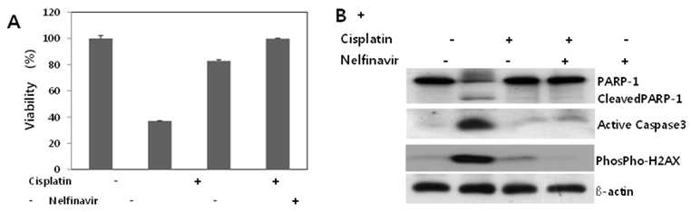 Cisplatin에 의한 세포사멸이 NFV처리에 의해 억제되며 세포사 분자마커의 발현을 통해 입증함