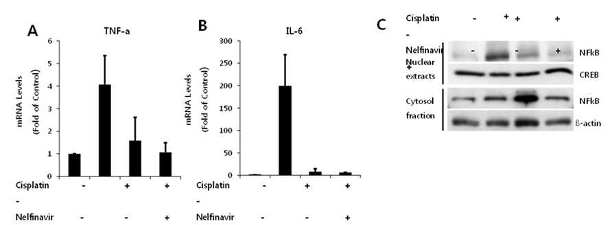 Cisplatin에 의한 염증성 사이토카인 발현이 NFV처리를 통해 억제하며 NFkB의 활성화 억제를 확인함