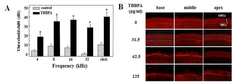 TBBPA 처리에 의해 청성뇌간반응 역치 상승 및 내이세포의 사멸이 유도됨
