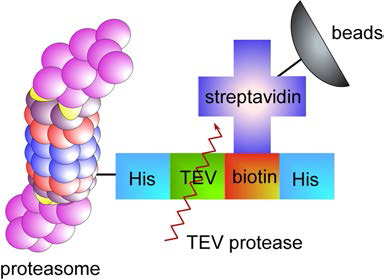 biotin-avidin 상호작용을 이용한 초거대 단백질 복합체 정제의 예. affinity 정제 후, biotin은 TEV를 자르면서 떨어지고, 남은 His 표지는 추후 나노입자와의 연결에 사용됨