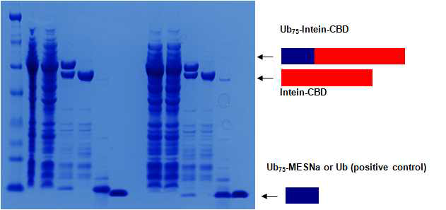 Ub-Sic1-AMC 모델기질 제작을 위한 과정의 일부. 본 연구진은 프로테아좀의 실제 생리적 기질과 유사한 모델단백질을 만들기 위하여 Ub-AMC를 합성하고 이를 이용하여 sic1 단백질의 시험관 내 유비퀴틴화를 실시할 예정임. Ub-AMC은 intein 방법으로 실험실 내에서 제작되었음