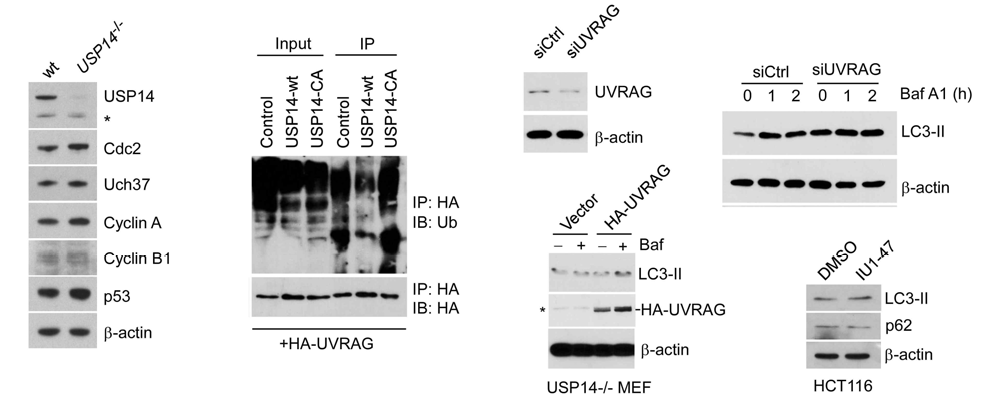 오토파고좀 형성에 관여하는 UVRAG이 USP14에 의해 선택적으로 역유비퀴틴화되고, 프로테아좀에 의해 분해됨이 본 연구결과에 의하여 알려졌음. HCT116세포는 본질적으로 UVRAG이 없는 혈액암세포임. 야생형 세포에서 볼 수 있었던 UVRAG-USP14 관계가 USP14-/- 섬유아세포와 HCT116세포에서는 목격되지 않았음