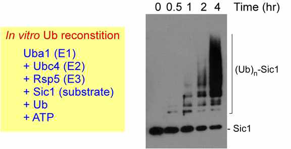 본 연구자가 보유하고 있는 유비퀴틴-프로테아좀 활성 측정을 위한 생리적 모델 Ub-Sic1. 이의 합성을 위해서 박테리아에서 정제하나 Uba1 Ubc4, Rsp5, SIc1, Ub 등을 ATP 생성환경에서 in vitro reconstitution 시킴