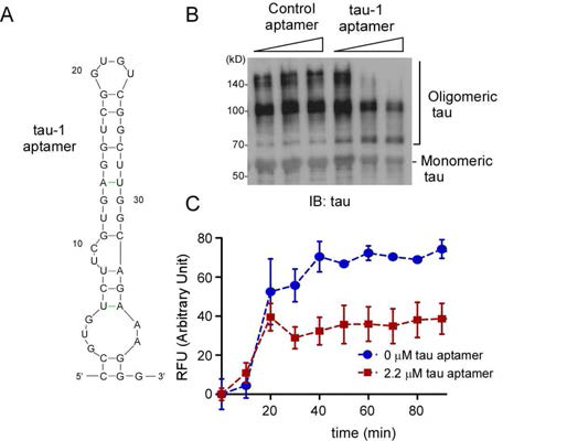 SELEX를 통해 얻어진 타우 단백질의 aptamer (12회 반복 스크리닝 후) 얻은 후 aptamer의 구조 예측 및 분석, 시험관 내 타우 응집 유도와 다양한 방법의 분석을 통해 정제된 타우 단백질의 응집 억제에 타우 단백질 특이적 aptamer의 억제 효과 확인