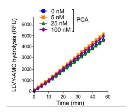 프로테아좀의 활성이 LLVY-AMC의 가수분해를 통해 확인되었음. PCA는 시험관에서 프로테아좀의 활성과는 연관이 없다는 것을 확인