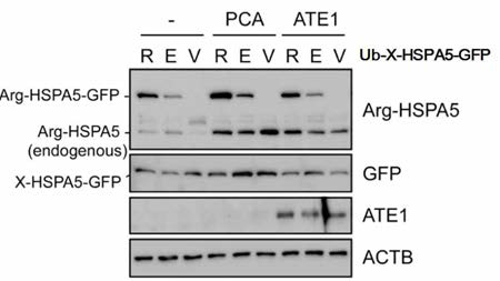PCA에 의해 소포체 샤페론의 분해가 억제됨. 대조군으로 아르기닌화 N-말단법칙의 기질이 아닌 Val-HSPA5가 사용됨. 이 실험에 사용된 Ub-X-HSPA5-GFP를 세포에서 발현하게 되면 세포 내 DUB 효소에 의해 ub가 잘려서 X-HSPA5-GFP를 형성함