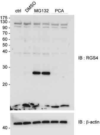 MG132와 PCA를 처리하여 초대 배양 신경세포의 내인성 RGS4 단백질 증가를 확인함