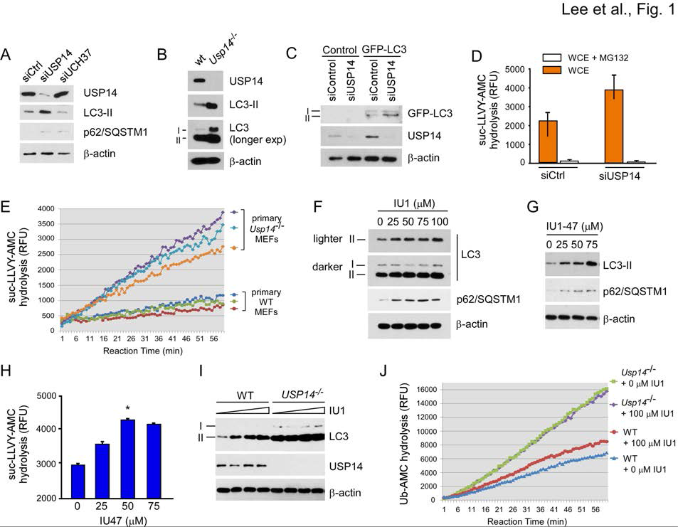 Inhibition of USP14 increased the level of LC3-II