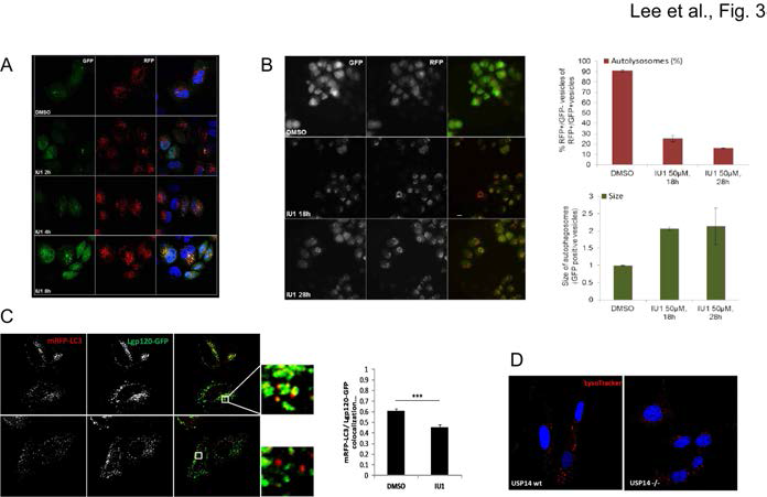 Chemical inhibition of USP14 impairs the lysosomal fusion of autophagosome
