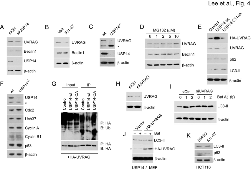 Accelerated UVRAG degradation by USP14 inhibition may mediate the autophagy defects