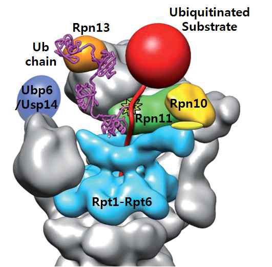 최초로 규명된 프로테아좀의 regulatory particle의 삼차원 구조. 유비퀴틴 수용체 Rpn10과 Rpn13, 역유비퀴 틴화효소 Rpn11과 Usp14의 위치는 기존의 생화학적인 연구에서 밝혀진 효소들의 기능의 설명과 상당히 부합하는 것임