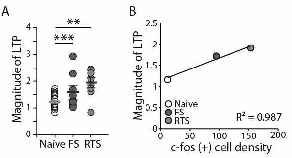 측유상핵의 장기강화현상과 c-Fos의 발현 : c-Fos immunohistochemistry 분석 결과, 측유상핵은 스트레스에의해직접적으로활성화된다는것을알수있으며, c-Fos 발현으로 확인한 활성화 정도와 장기강화현상 사이에는 놀랍게도 아주 강한 상관관계가 관찰되었음 (Park et al., J Neurosci, 2017)