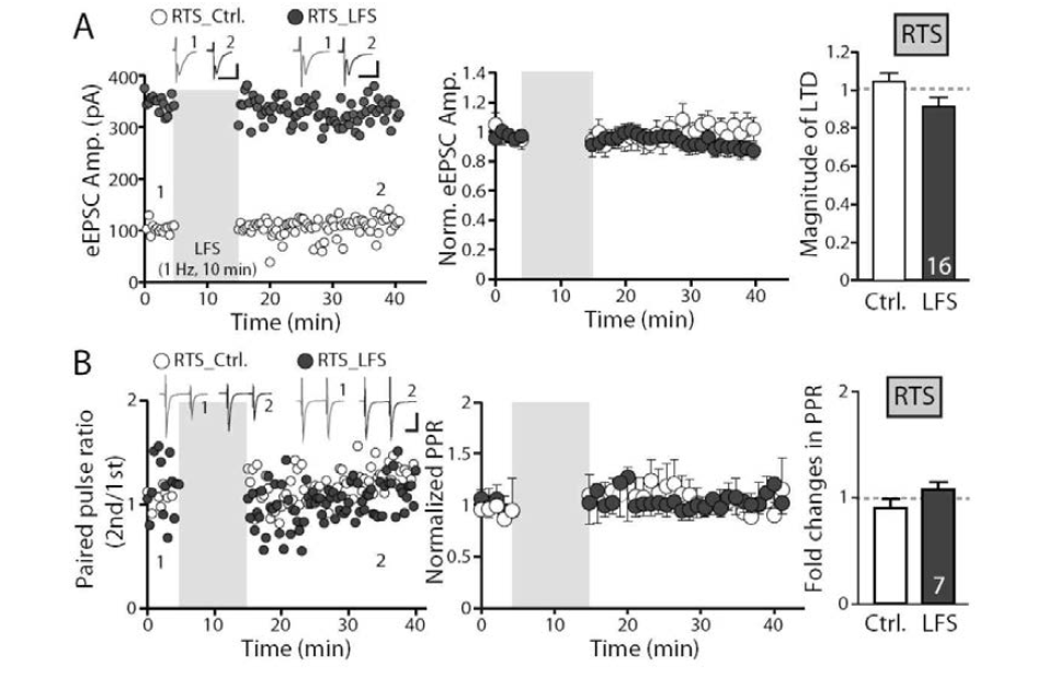 RTS 동물모델의 경우 LFS (1Hz) 자극에 의해 일어나는 측유상핵의 장기저하현상 (long-term depression, LTD) 이 더 이상 관찰되지 않음 (회색심볼: 자극된 경로, 흰색심볼: 자극되지 않은 컨트롤 경로). 시냅스 전 뉴런의 신호전달효율에도 변화 없었음 (Park et al., Cell reports, 2017)