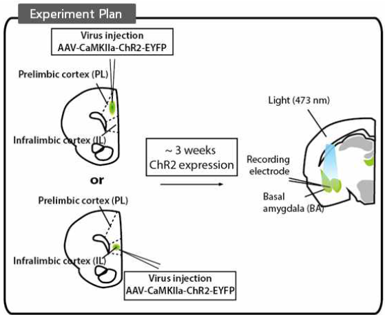 전전두엽-편도체 신경회로 중심의 편도체 시냅스가소성 연구계획