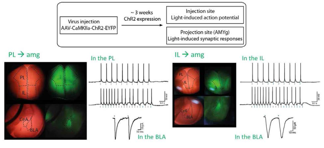 광유전학을 이용한 변연전 피질(PL)→편도체(BLA) 신경회로와 변연계 아래피질(IL)→편도체(BLA) 신경회로의 시냅스 반응 측정: 채널로돕신을 활성화시키는 437 nm 파장을 편도체에 조사한 결과, PL-BLA 신경회로, IL-BLA 신경회로의 활성이 측정되었음