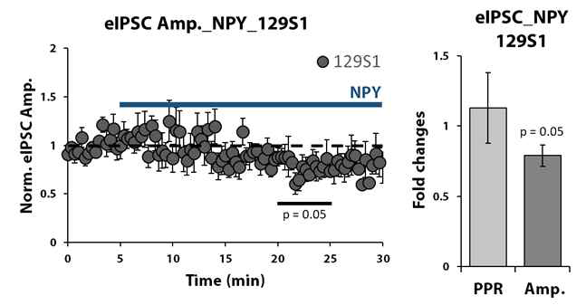 뉴로펩타이드Y(NPY)에의한 129S1 측유상핵 억제성 시냅스 신호전달 활성조절연구 : NPY는 129S1의 측유상핵 억제성 시냅스신호전달 중 소포전달률에는 영향을 주지 않으며 반응 크기를 감소시킴