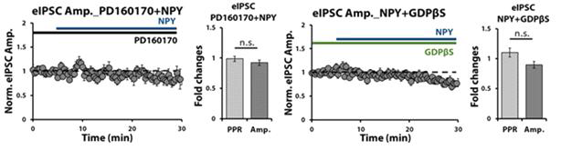 NPY에 의한 측유상핵 eIPSC 반응크기 감소는 NPY1 수용체와 GPCR 신호전달경로에 의존적임