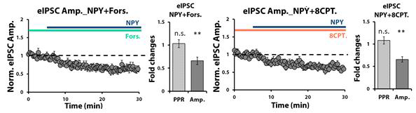 NPY에 의한 측유상핵 eIPSC amplitude 감소는 PKA 신호전달경로에 비의존적임