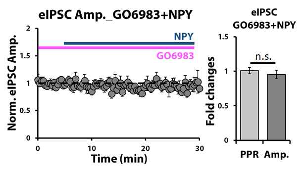 NPY에 의한 측유상핵 억제성 시냅스신호전달 감소는 PKC 신호전달경로에 의존적임: PKC 억제제인 GO6983 처리 후 NPY 처리하자 측유상핵 eIPSC 반응 크기가 더 이상 감소하지 않음을 확인