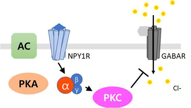 뉴로펩타이드Y(NPY)에 의한 측유상핵의 시냅스 신호전달 조절 기작: 측유상핵에서 뉴로펩타이드 Y는 NPY1-PKC 신호전달경로를 통하여 억제성 신호전달을 조절함