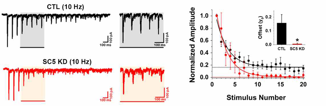10Hz 자극에서의 control과 SCAMP5 knockdown 신경세포 반응 차이