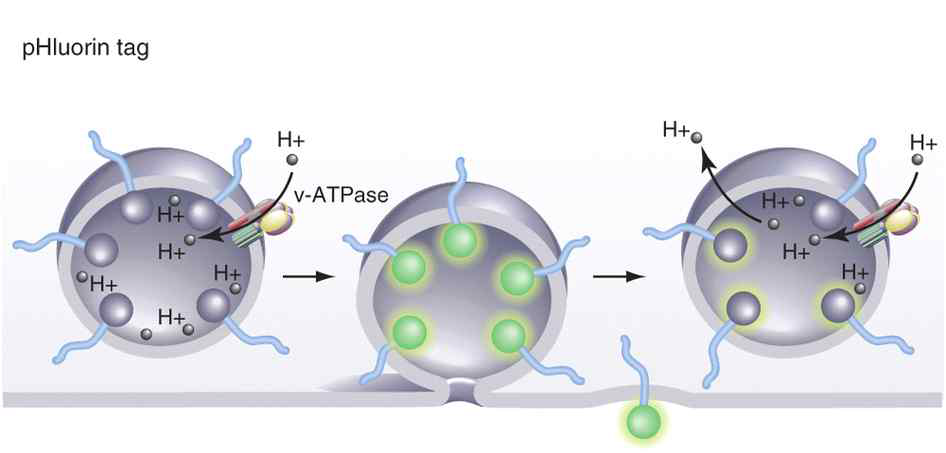 pHluorin을 통한 시냅스낭의 exo/endocytosis assay 원리 (Ege T Kavali & Erik M Jorgensen., 2014)