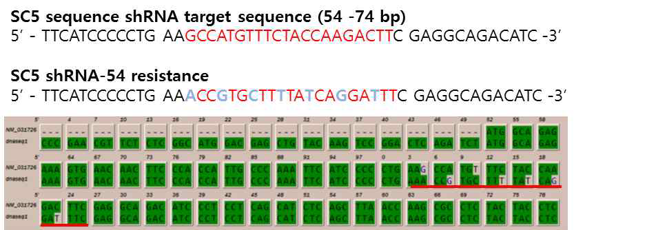 shRNA resistant SCAMP5 construct