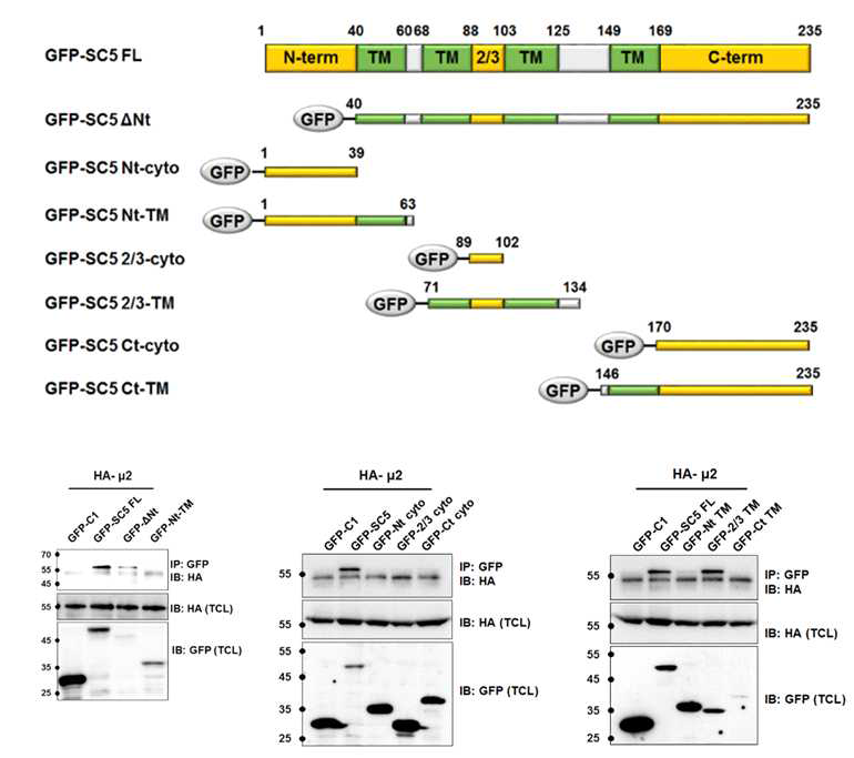 SCAMP5의 AP2-μ2 subunit binding region 규명 실험