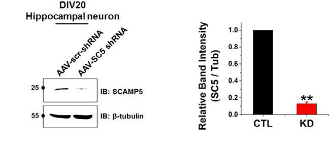 SCAMP5 knockdown virus를 통한 신경 세포내 발현 억제 확인