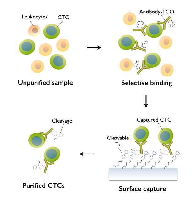표적세포로써 CTC를 생체샘플로부터 신속하고 효율적으로 정제하는 방법의 모식도