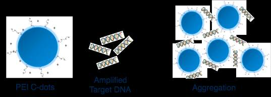 Carbon dot 나노입자와 표적 DNA의 응집 현상에 의한 DNA 감지를 나타낸 모식도