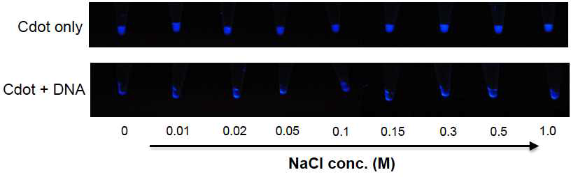다양한 NaCl 농도에 따라 탄소양자점 및 DNA 첨가시 형광 신호 관찰