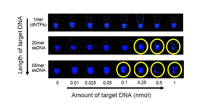 탄소양자점 기반 single-strand DNA 검출의 민감도 분석