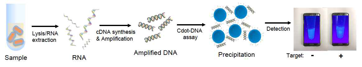 탄소양자점 나노입자의 형광 침전에 의한 다제내성균 표적 DNA 감지 과정