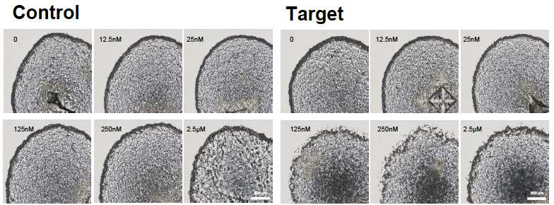 Coffee ring effect 기반 microbead assay를 이용하여 다양한 농도의 DNA 감지 결과