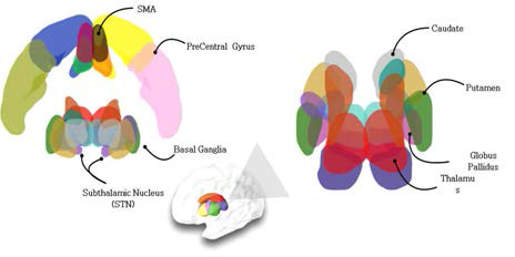 시상(Thalamus)와 motor related region, M1, SMA, Basal Ganglia