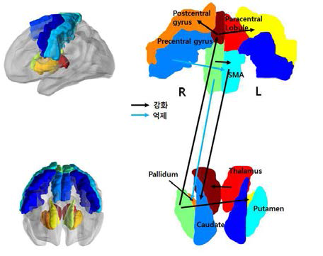 (좌) target node : Motor related network and basal-thalamus network (우) 각 노드간 동적 유효인과 연결성 모델