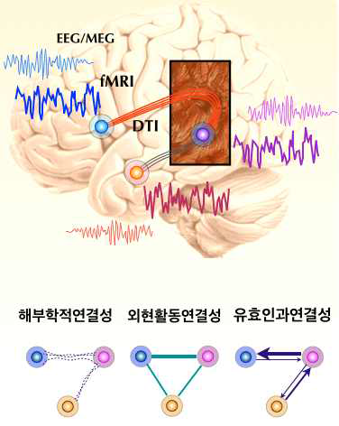 뇌연결성에 대한 정의: 해부학적 연결성(anatomical connectivity), 외현활동연결성(functional connectivity), 유효인과연결성(effective connectivity). 실제 뇌신경에 가까운 정의는 유효인과연결성이다