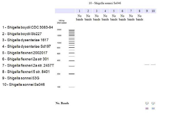 병원균 동정 바이오마커 분석을 위한 병원균 genomes 염기서열에서의 in silico PCR 분석 예시(E. coli 동정 마커의 Shigella 종 유전자의 교차 반응 검색 예시)