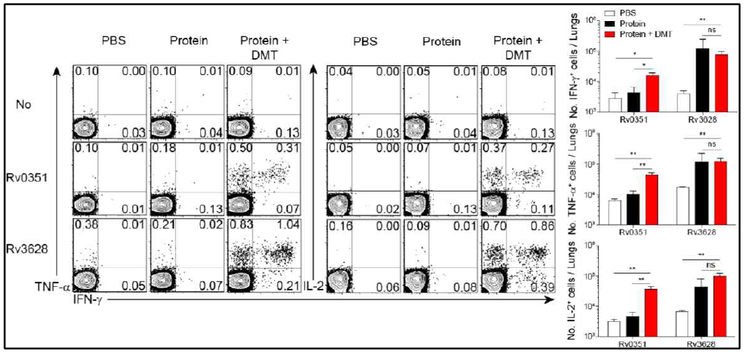 Rv0351 및 Rv3628 정제 단백질로 자극 후 폐의 CD4 T 세포에서 분비된 Th1 cytokines